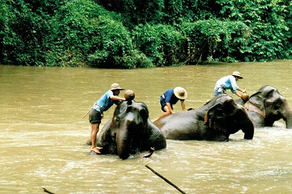 Thailand 2000 Olifanten ChiangMai Thailand 2000 Olifanten ChiangMai